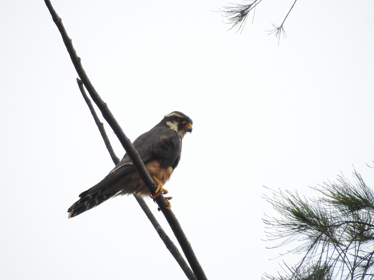 Aplomado Falcon - Karlla Barbosa