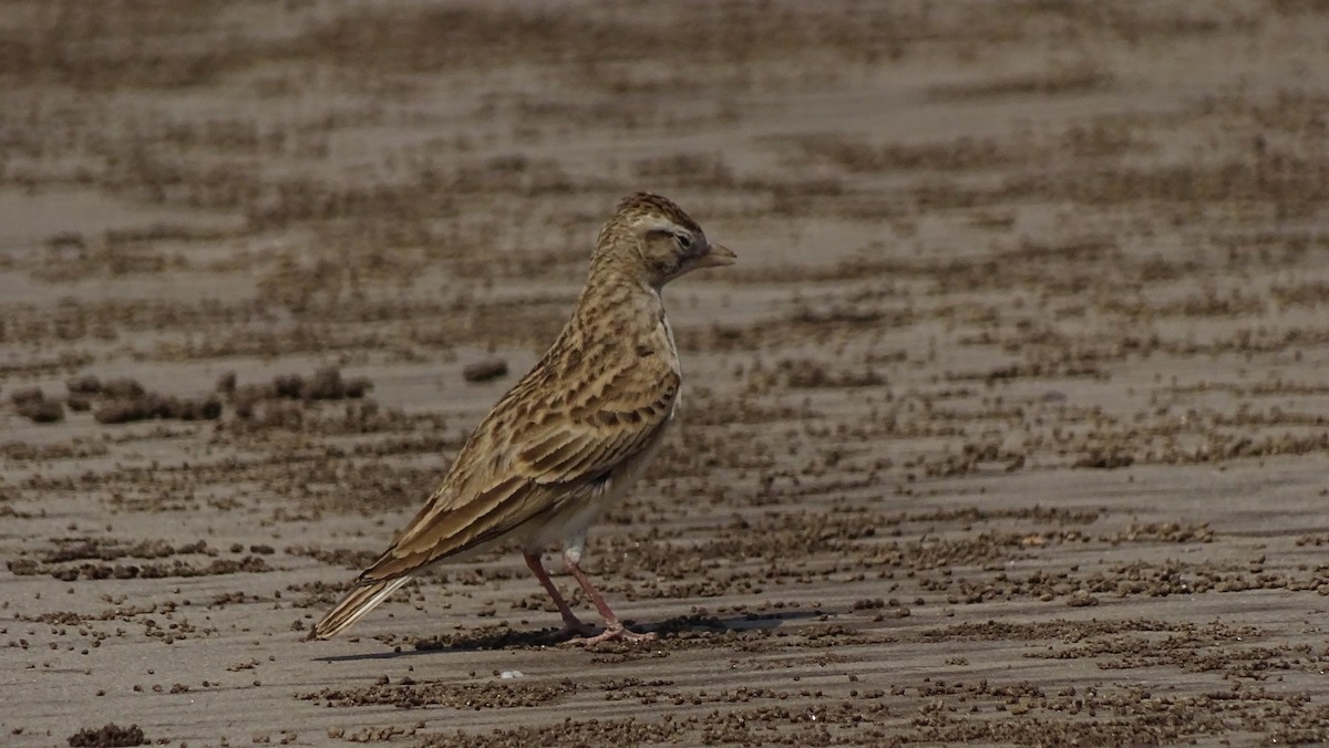 Mongolian Short-toed Lark - ML122309661