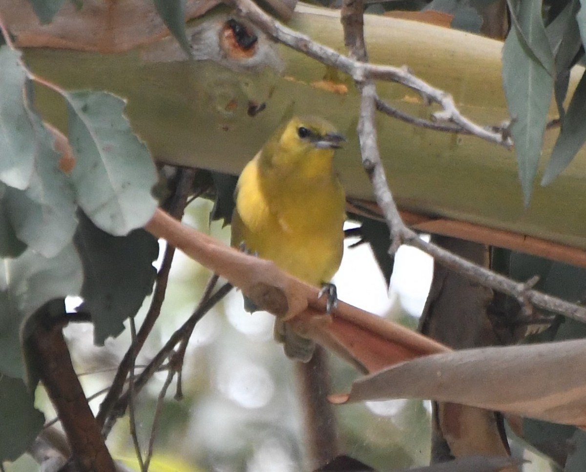 Hooded Oriole - ML122310131