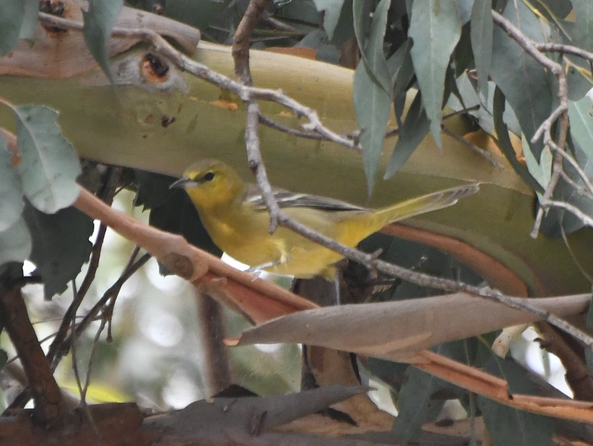 Hooded Oriole - ML122310141