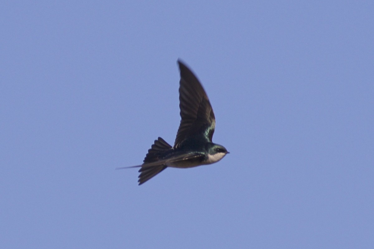 Tree Swallow - ML122311701