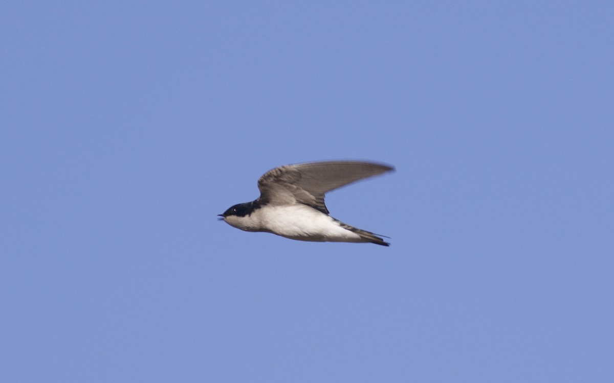 Tree Swallow - ML122311711