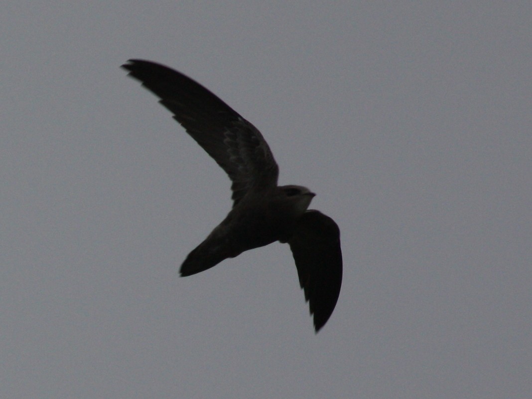 Pallid Swift - ML122312911