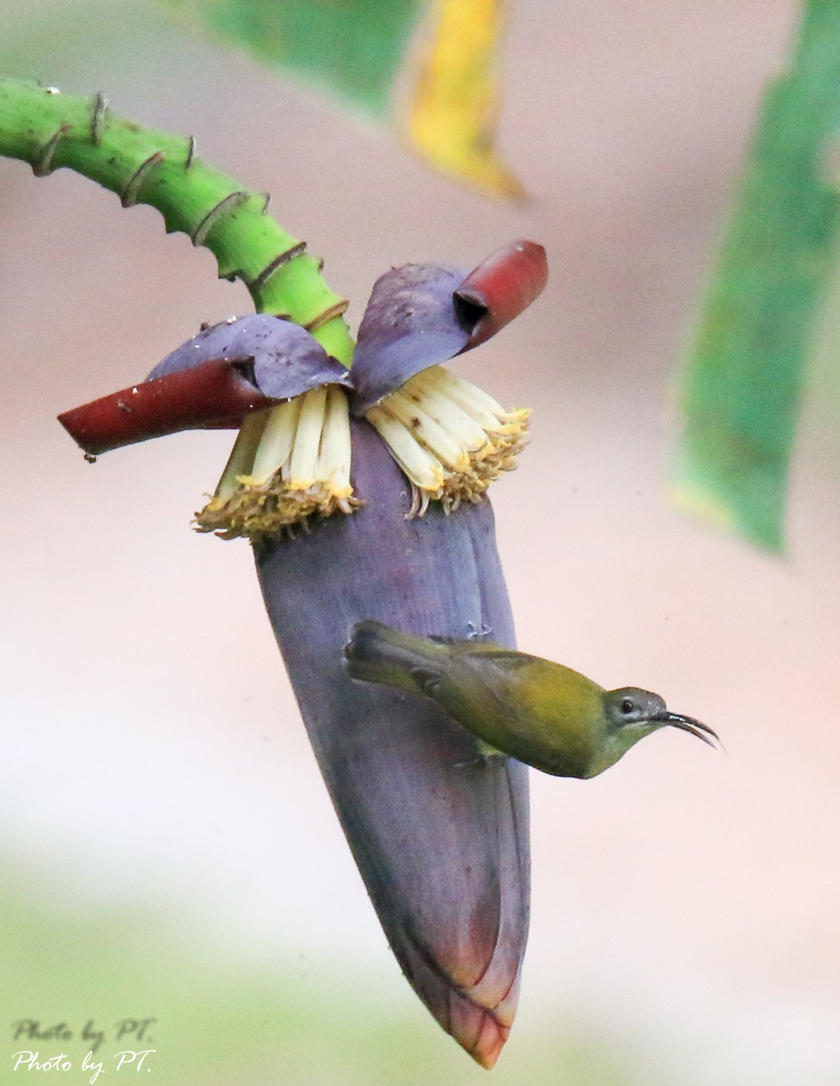 Little Spiderhunter - Pongthat Tanusa