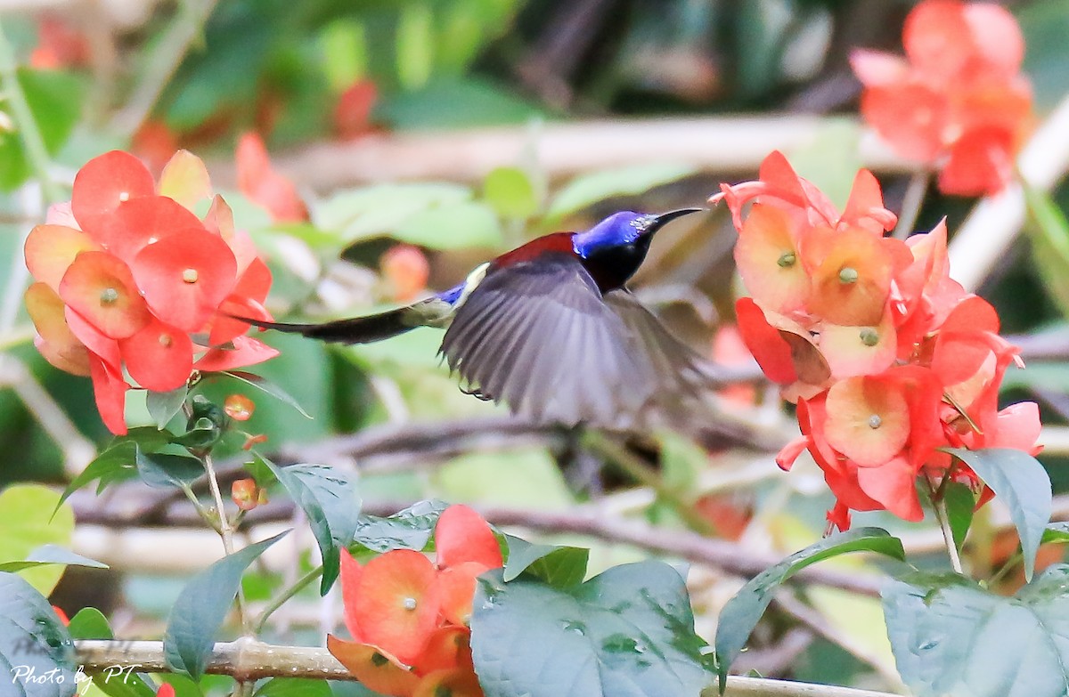 Black-throated Sunbird - ML122313481