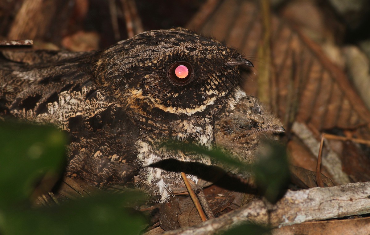 Silky-tailed Nightjar - ML122313551