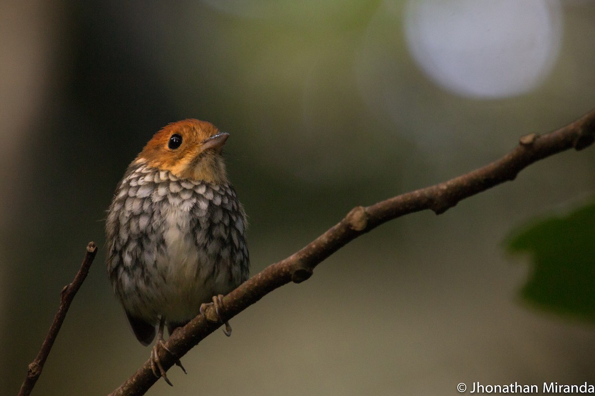 skjellbrystmaurpitta - ML122313591