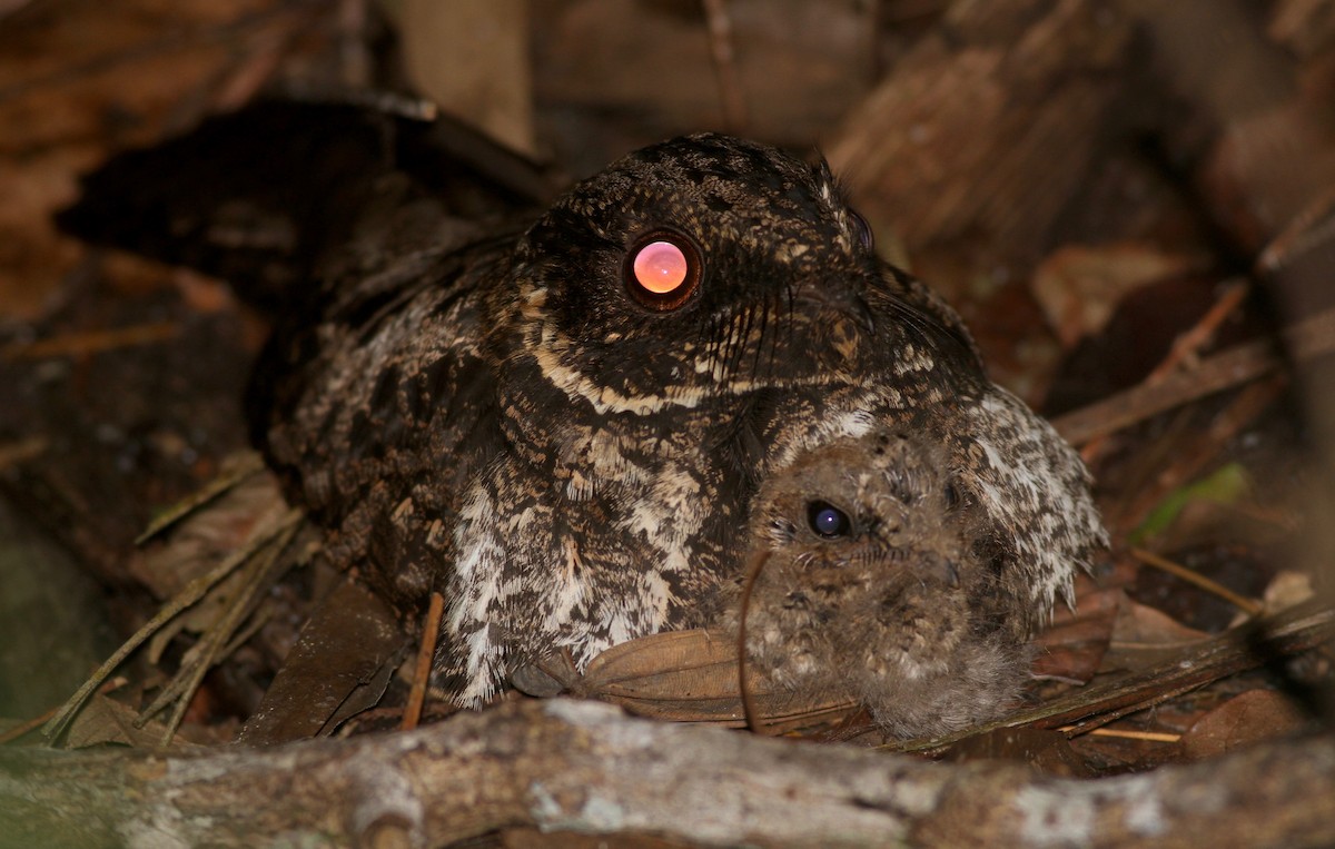 Silky-tailed Nightjar - ML122313691