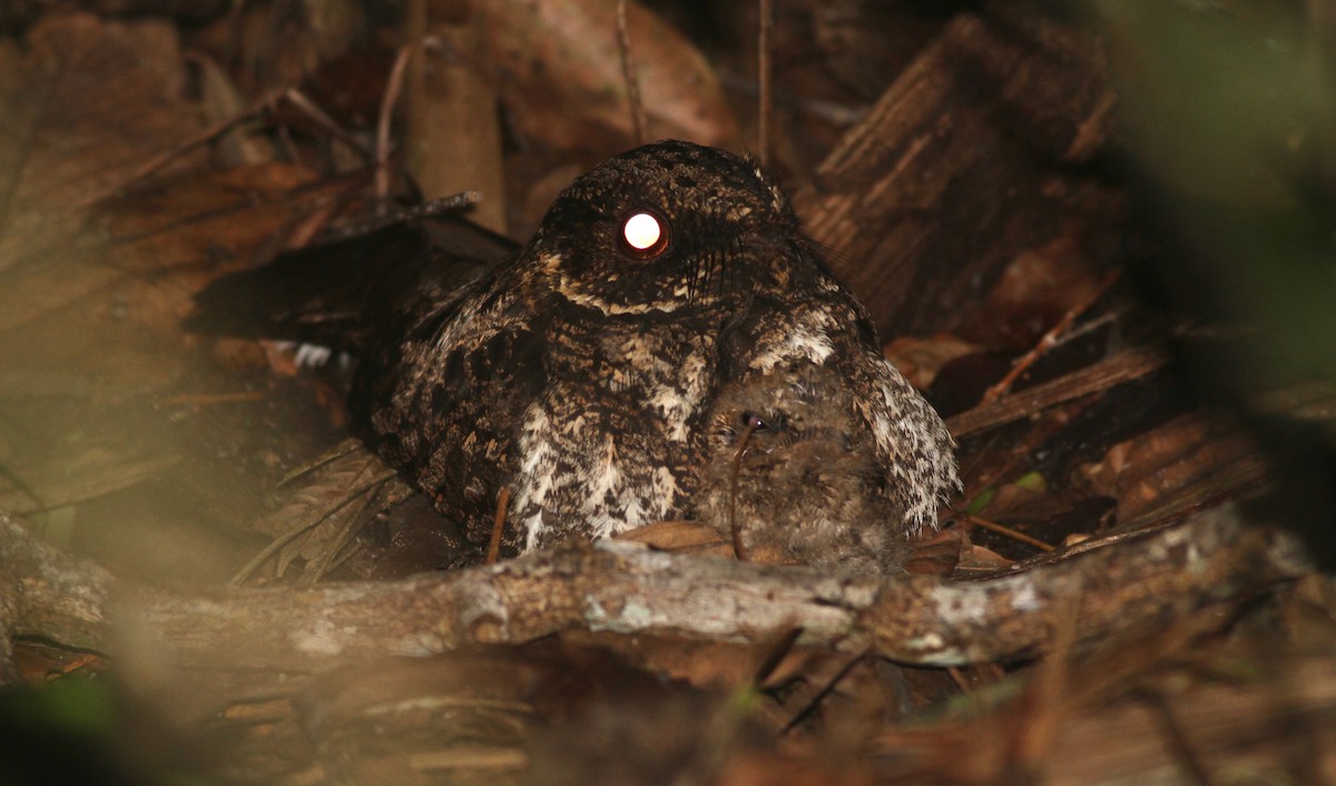 Silky-tailed Nightjar - ML122313721