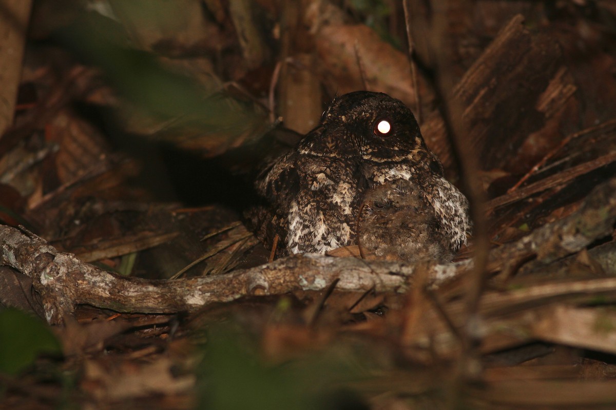 Silky-tailed Nightjar - ML122313731