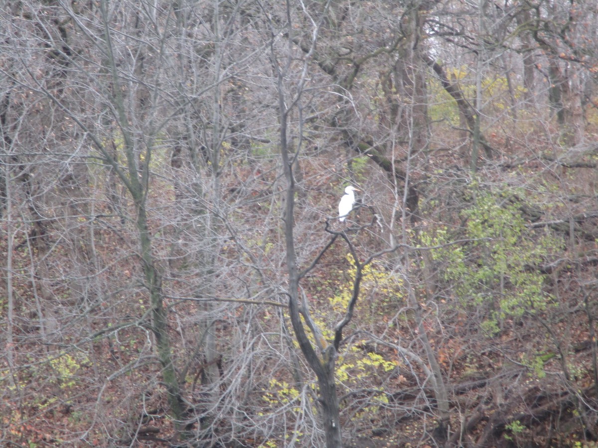 Great Egret - ML122314961