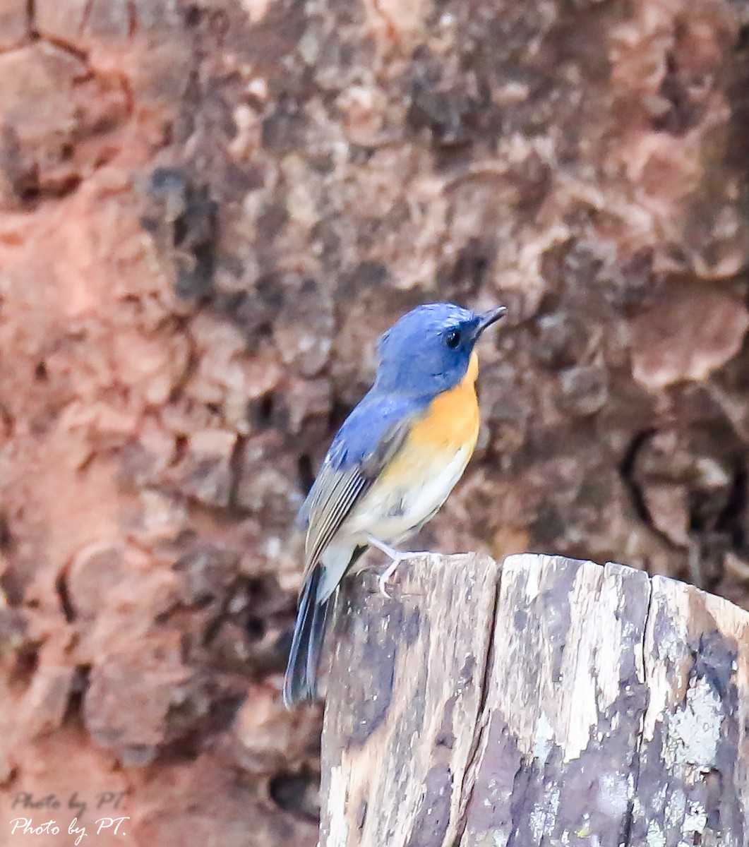 Blue-throated/Chinese Blue Flycatcher - ML122315511