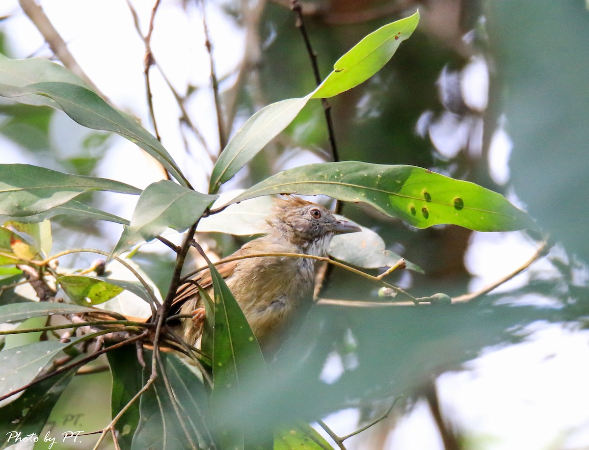 Puff-throated Bulbul - ML122316001