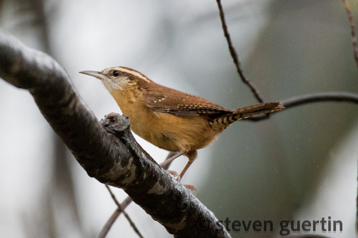 Carolina Wren - ML122318091