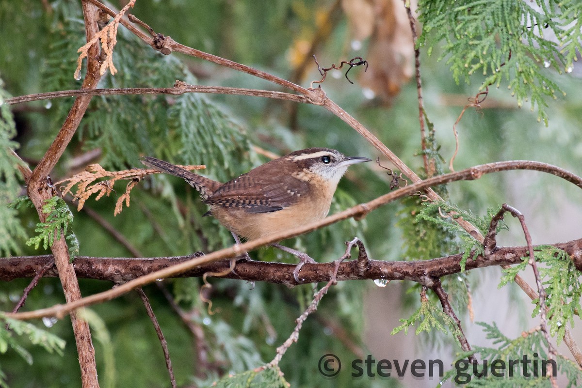 Carolina Wren - ML122318111