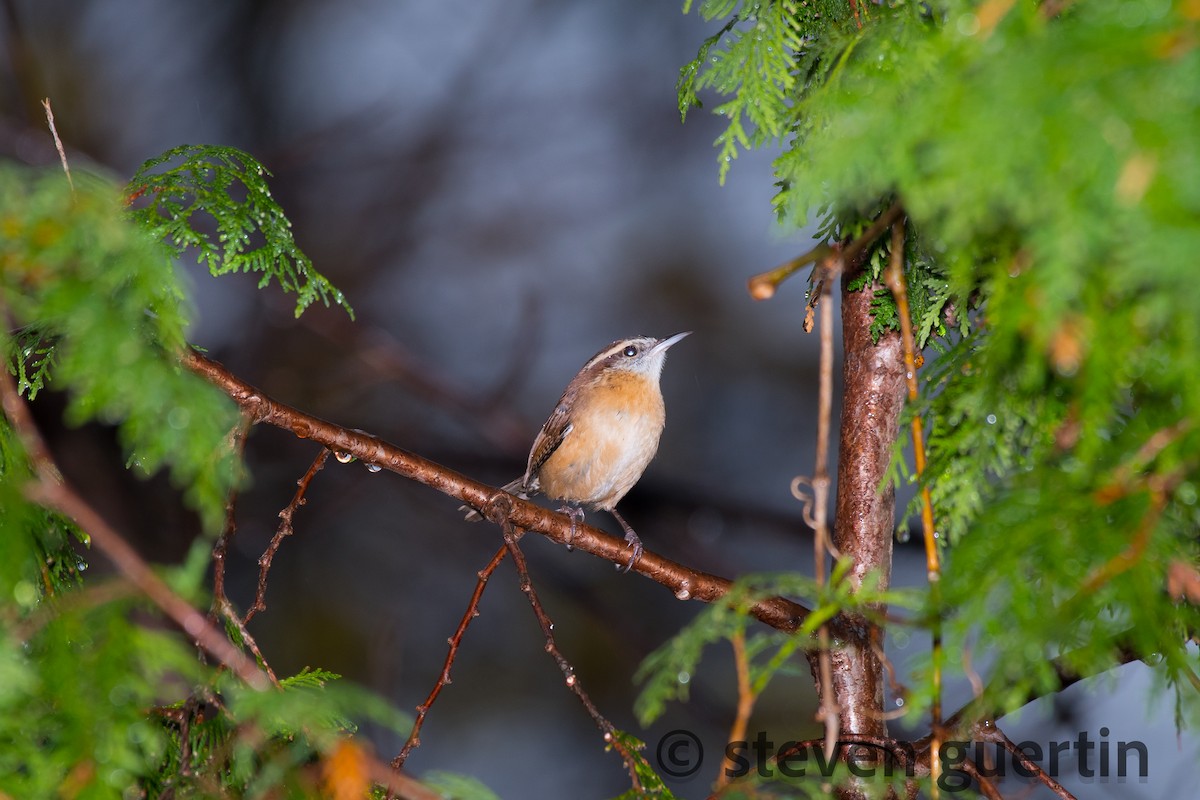 Carolina Wren - ML122318171