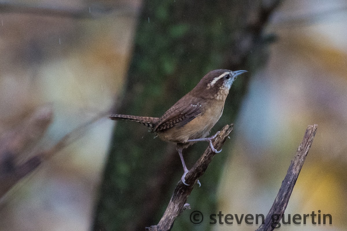 Carolina Wren - ML122318221