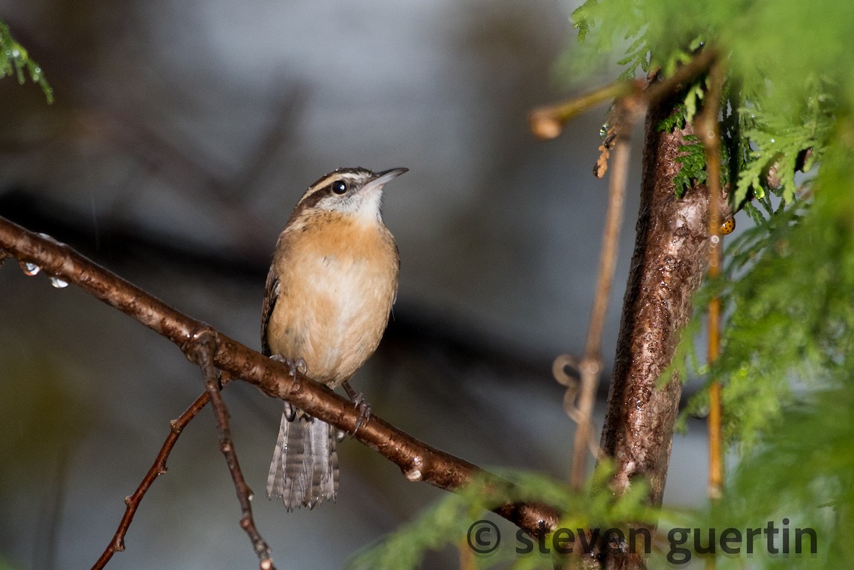 Carolina Wren - ML122318441