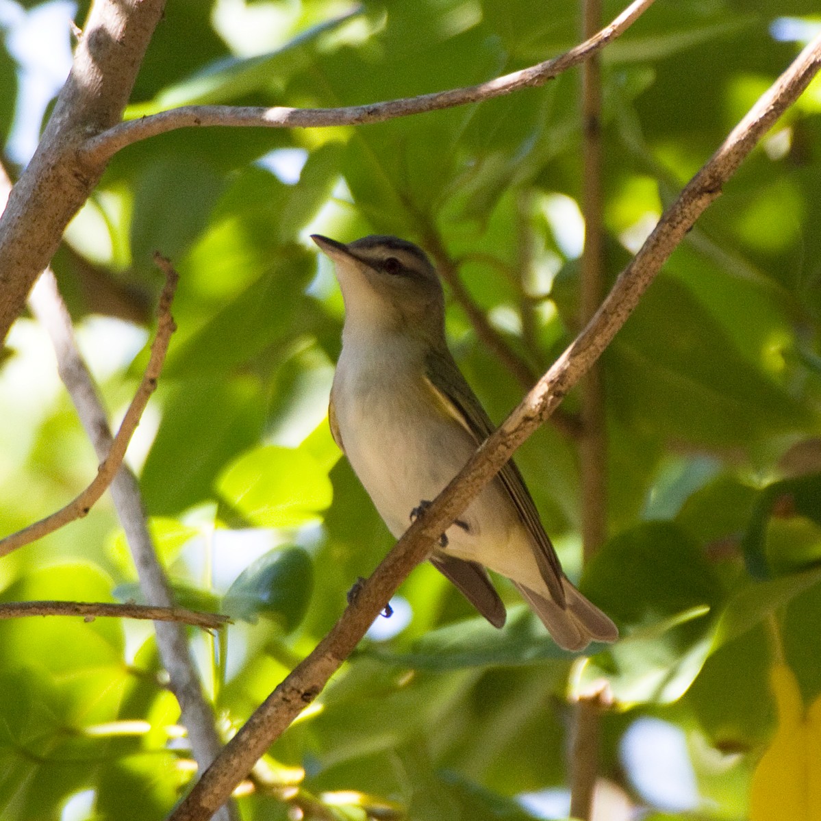 rødøyevireo - ML122319511