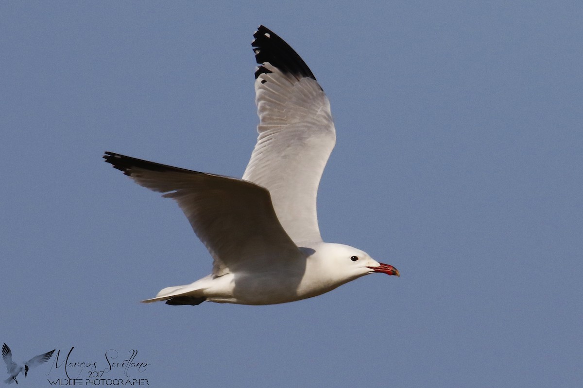 Gaviota de Audouin - ML122320891