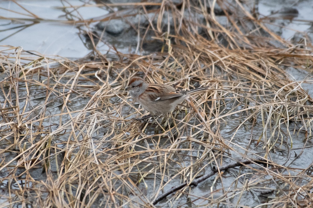 American Tree Sparrow - ML122320941