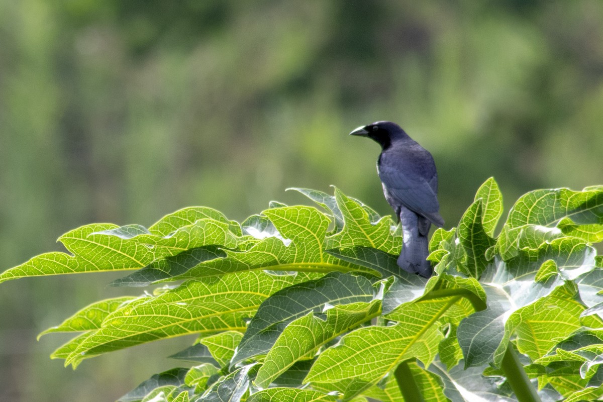 Shiny Cowbird - ML122322931