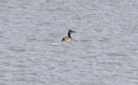 Red-necked Grebe - ML122323081