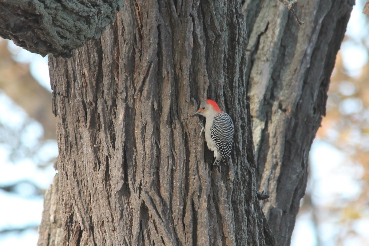 Red-bellied Woodpecker - Mark Benson