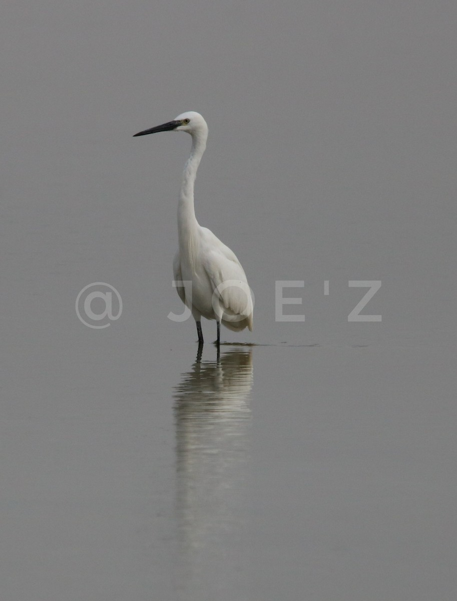 Little Egret - ML122323441