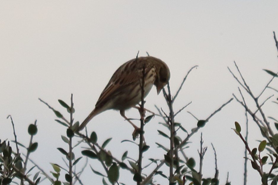 Savannah Sparrow - ML122324821