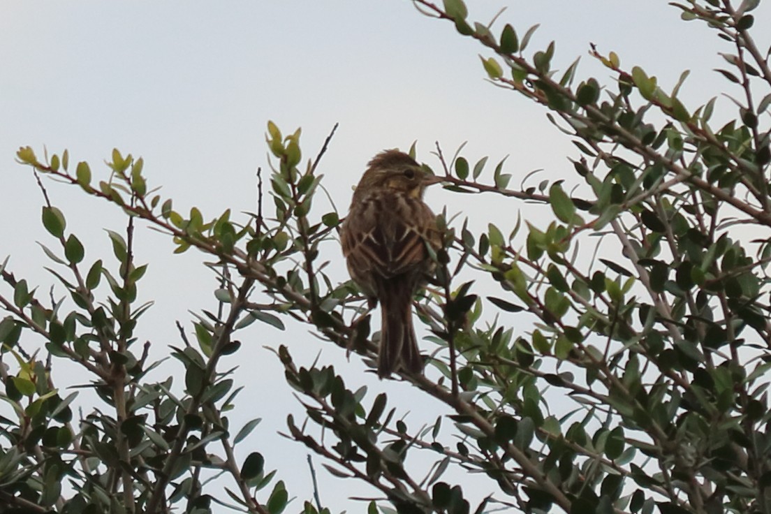 Savannah Sparrow - ML122325101