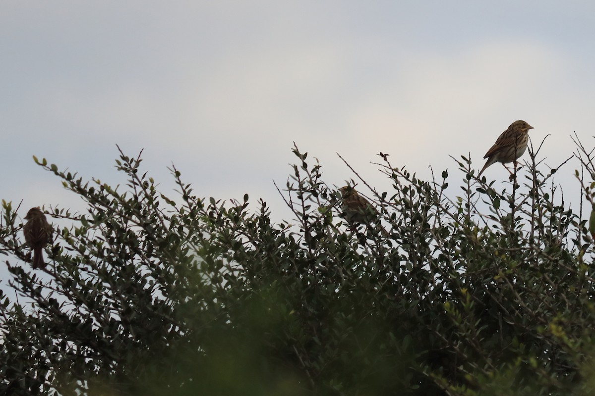 Savannah Sparrow - ML122325371