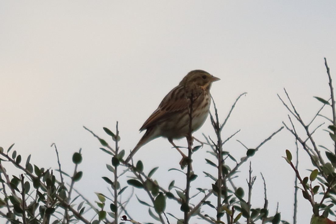 Savannah Sparrow - ML122325911