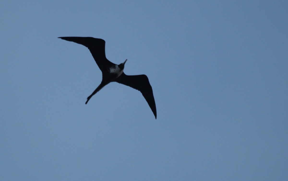 Magnificent Frigatebird - ML122326131