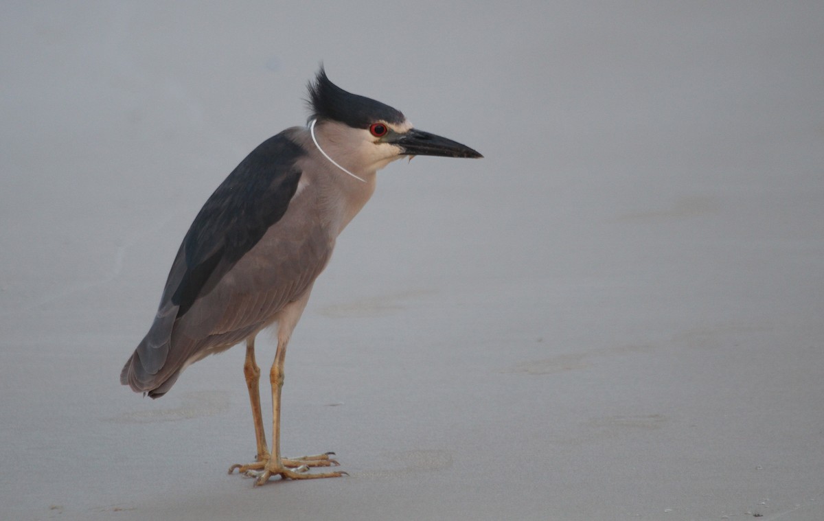 Black-crowned Night Heron - Alexander Lees