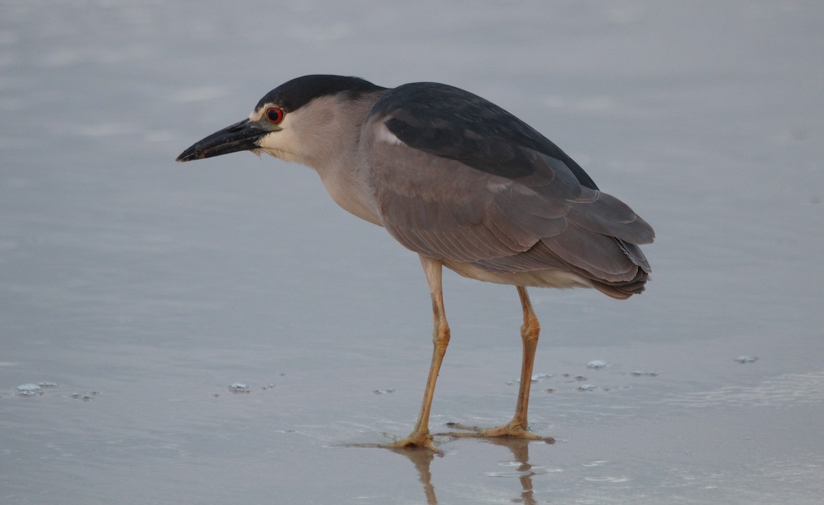 Black-crowned Night Heron - ML122326181