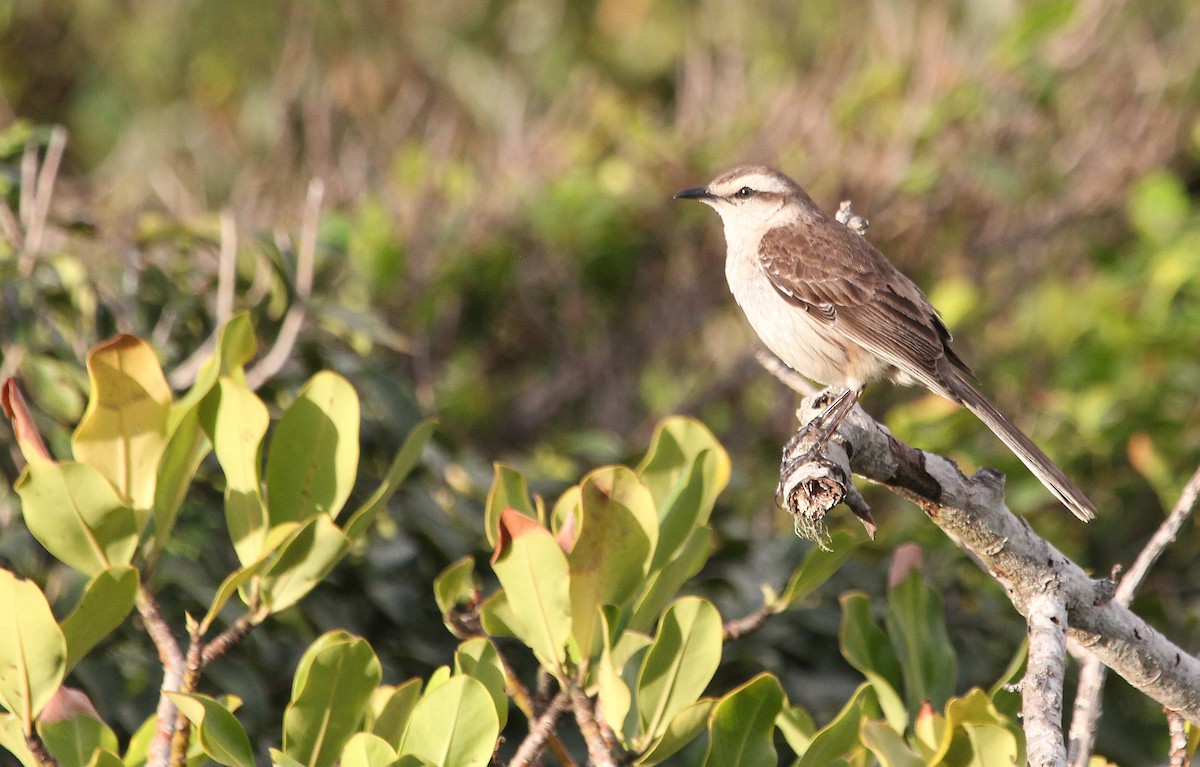 Chalk-browed Mockingbird - Alexander Lees