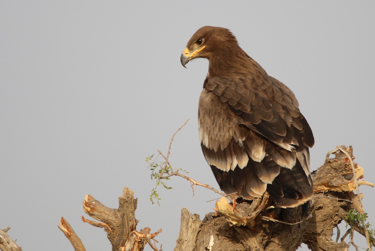 Steppe Eagle - ML122326441