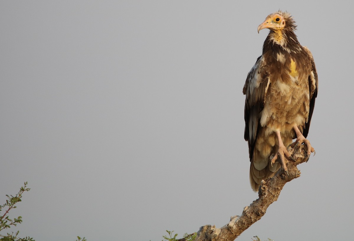 Egyptian Vulture - ML122327751