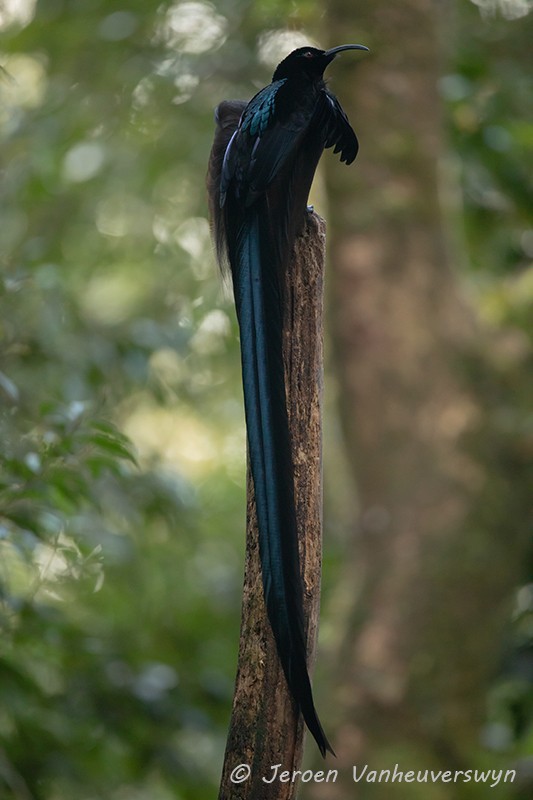 Black Sicklebill - Jeroen Vanheuverswyn