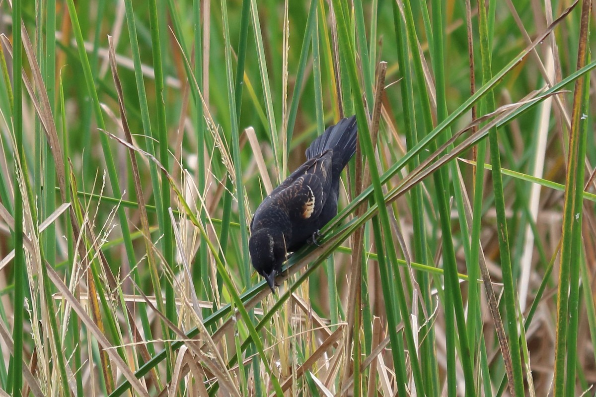 Red-winged Blackbird - ML122329961