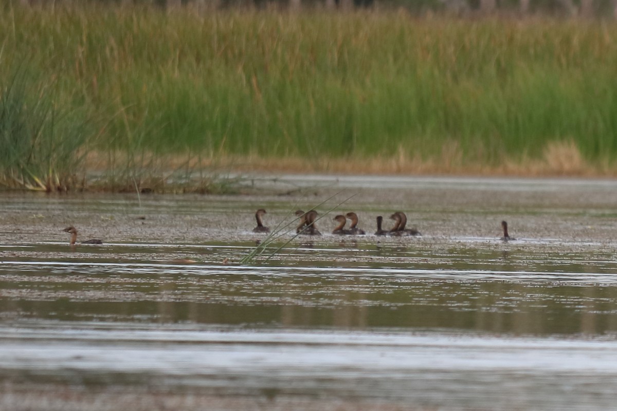 Pied-billed Grebe - ML122330881