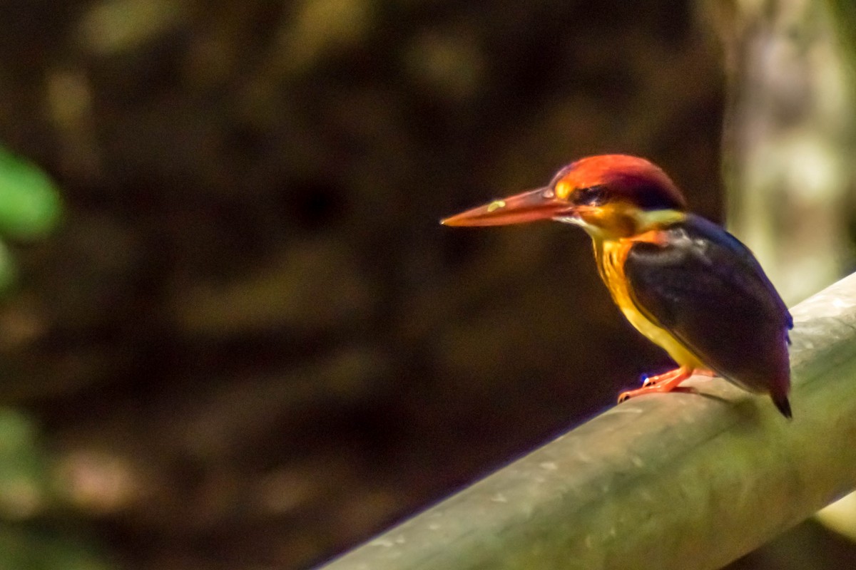 Black-backed Dwarf-Kingfisher - ML122330921