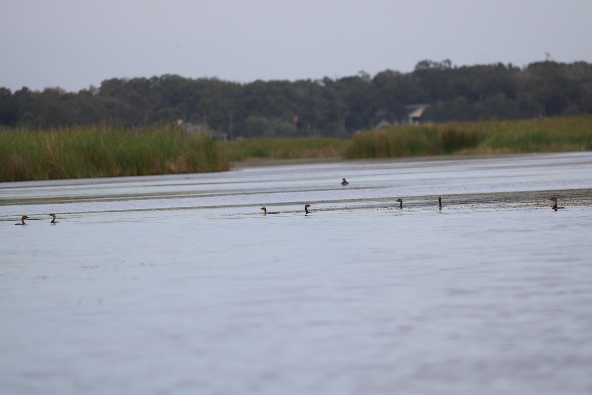 Pied-billed Grebe - ML122330981