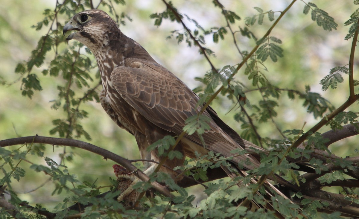 Falco laggar - ML122331861