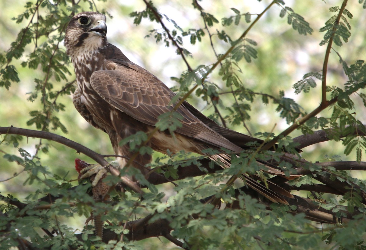 Laggar Falcon - Bhaarat Vyas