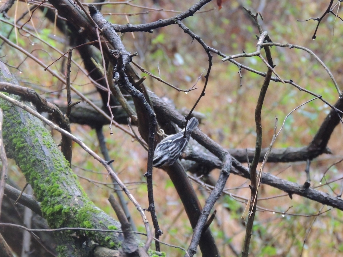 Black-and-white Warbler - Callan Murphy