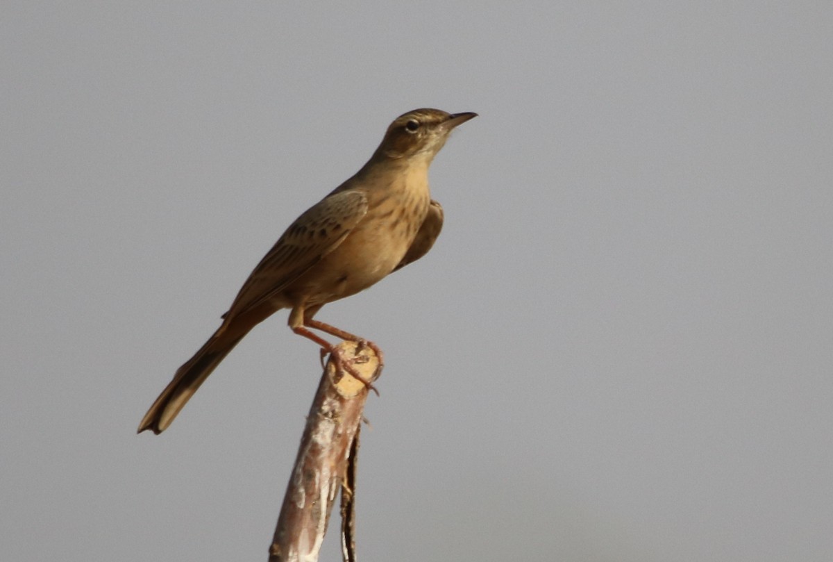 Long-billed Pipit - Bhaarat Vyas