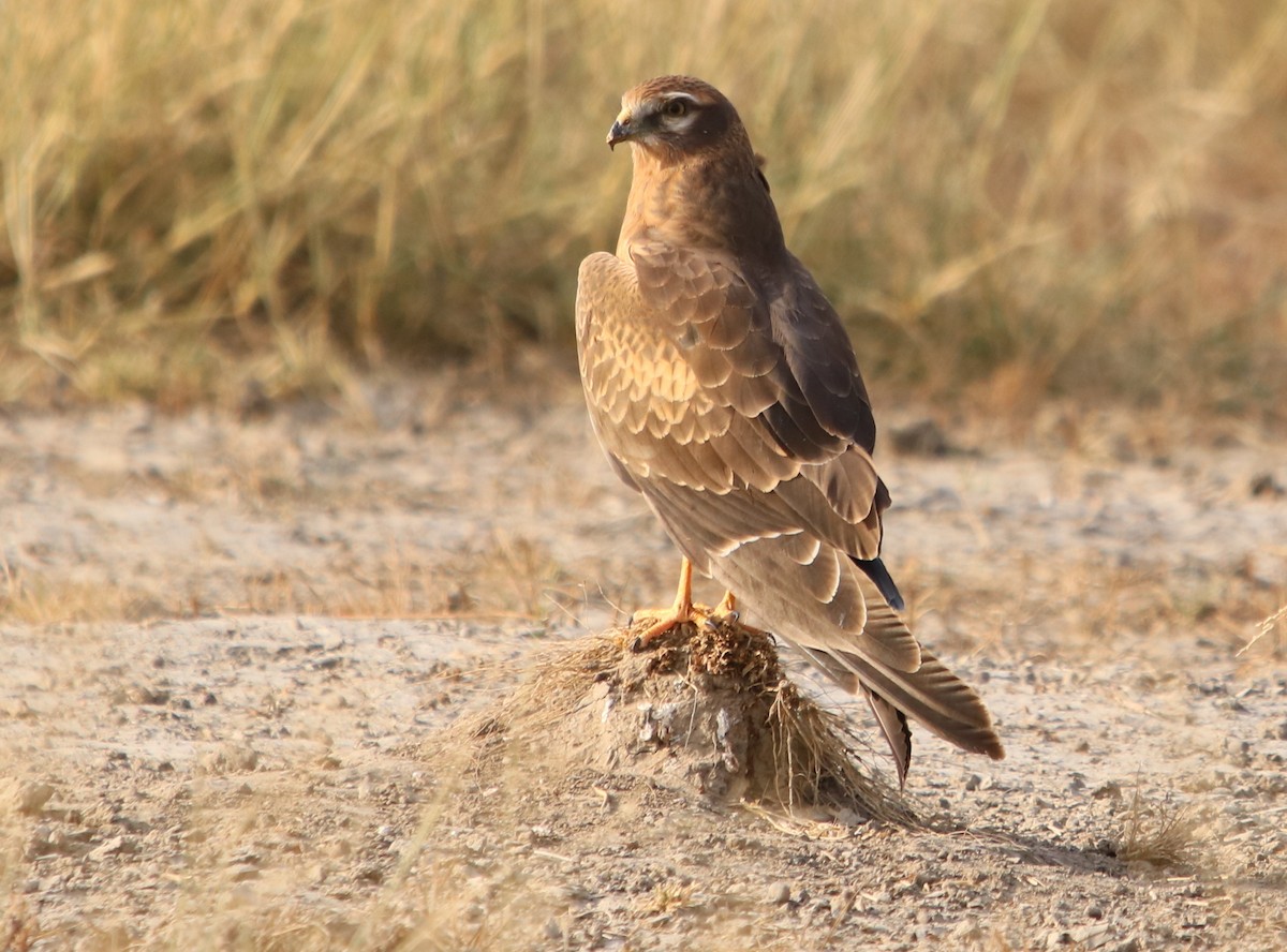 Montagu's Harrier - Bhaarat Vyas