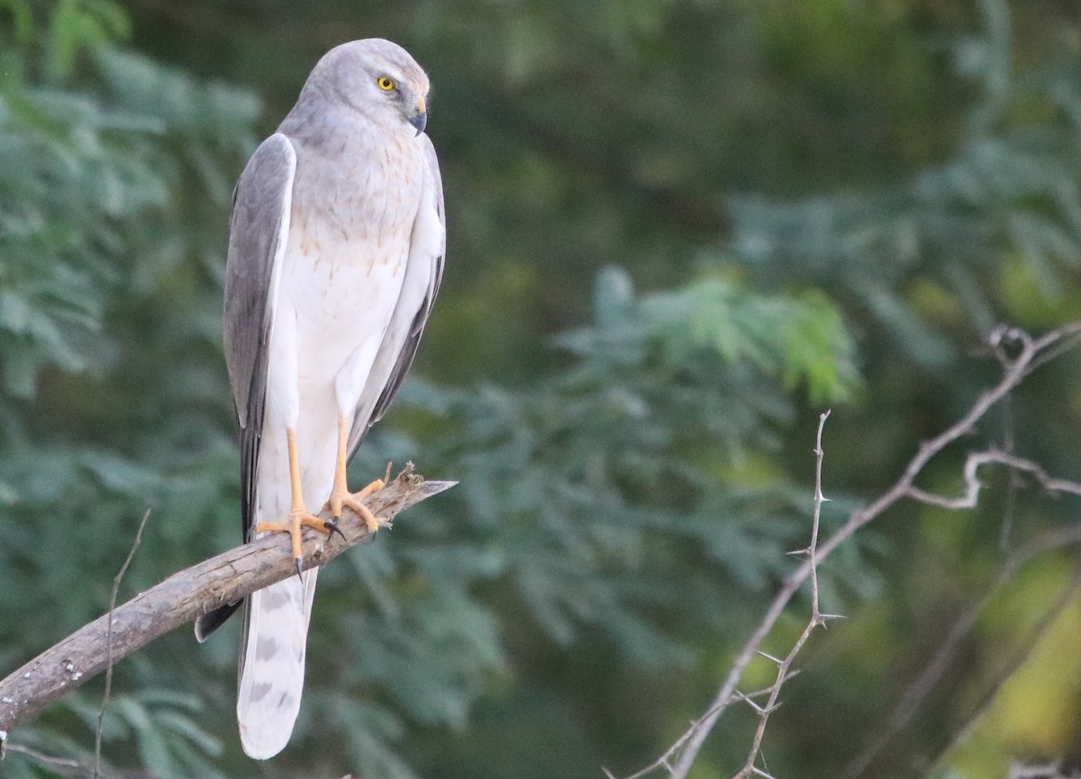 Pallid Harrier - ML122335091